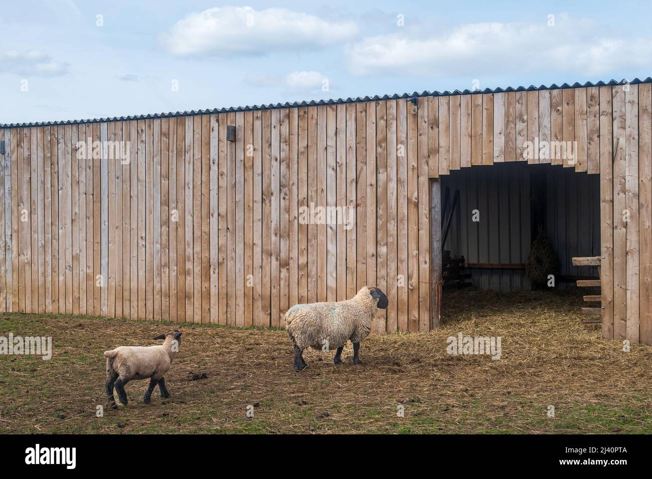 A ewe sheep leads a lamb into the barn for shelter in a farmers field. Agricultural lambing season of Spring. West Yorkshire, UK. Stock Photo