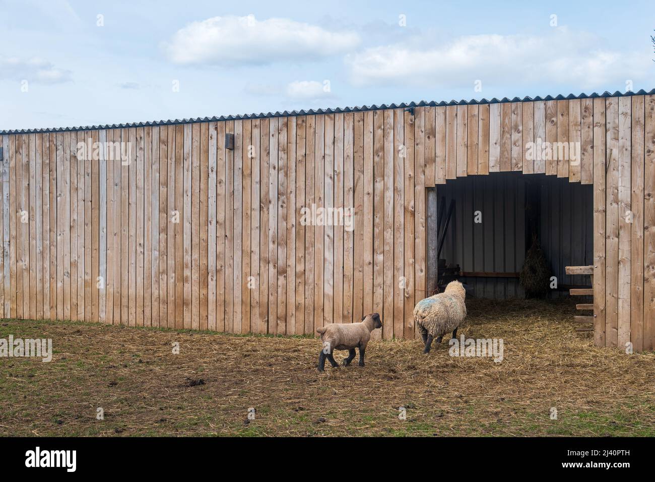 A ewe sheep leads a lamb into the barn for shelter in a farmers field. Agricultural lambing season of Spring. West Yorkshire, UK. Stock Photo