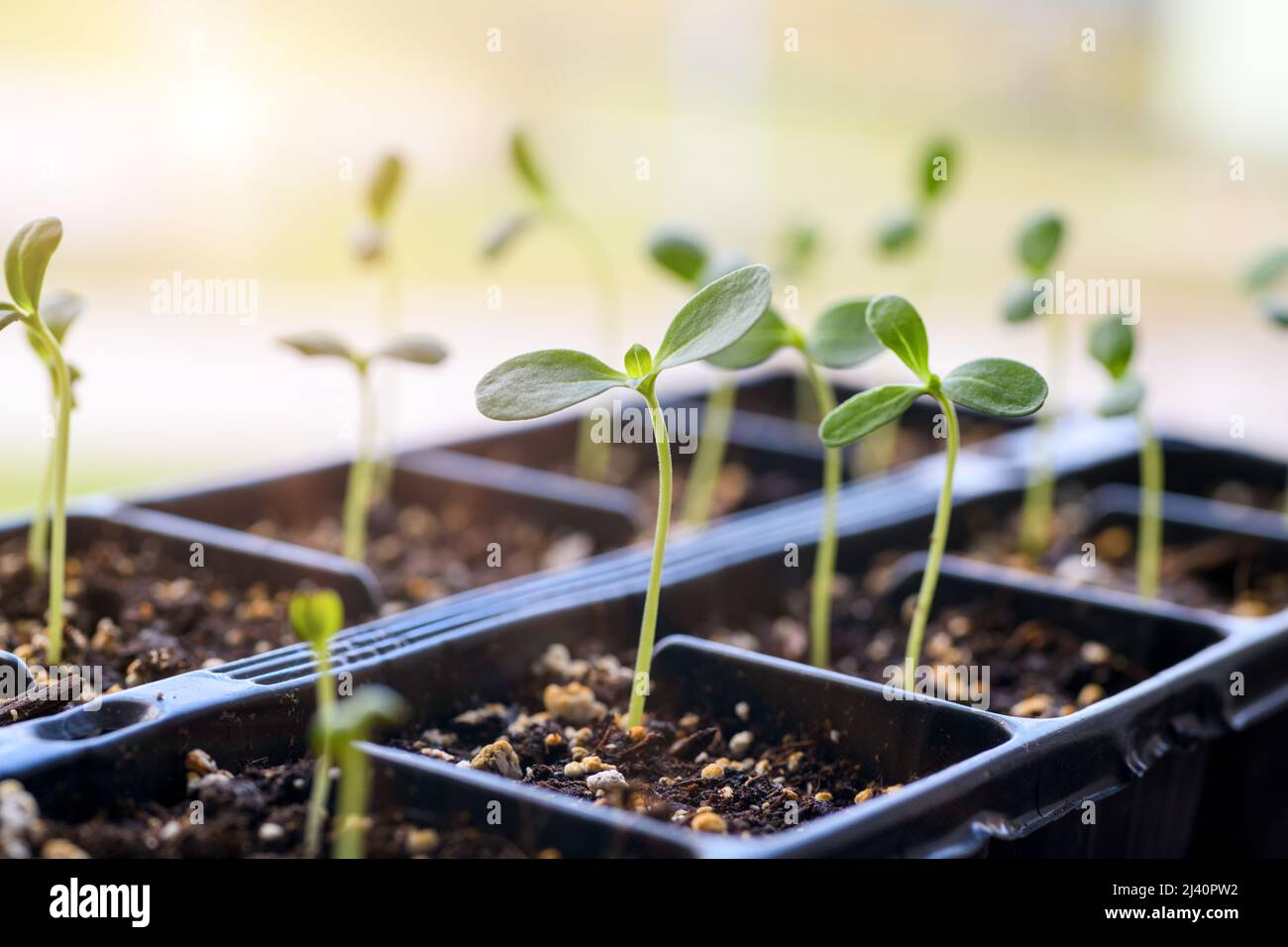 Young Aster seedlings growing in a propagation tray. Spring gardening background. Stock Photo