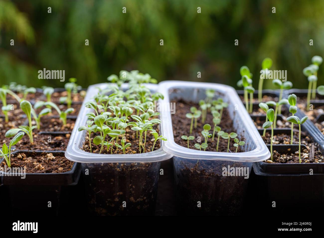 Young cutting flower seedlings growing in a propagation trays. Spring gardening background. Zinnia, Aster and Dahlia sprouts. Stock Photo