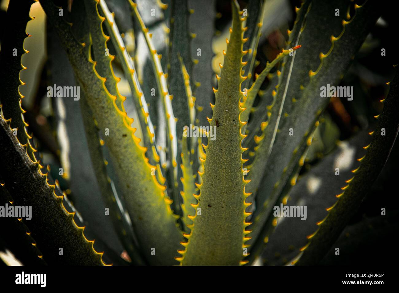 Fine art image of early morning sun on the leaves of an aloe vera plant Stock Photo