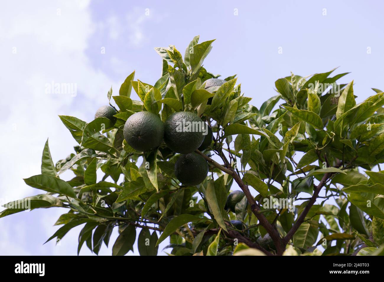 Gruene Zitronen Stock Photo