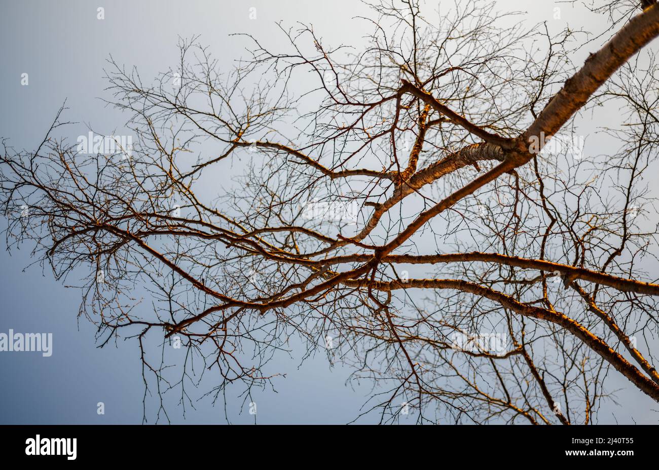 Tree branch silhouette over blue sky background Stock Photo - Alamy