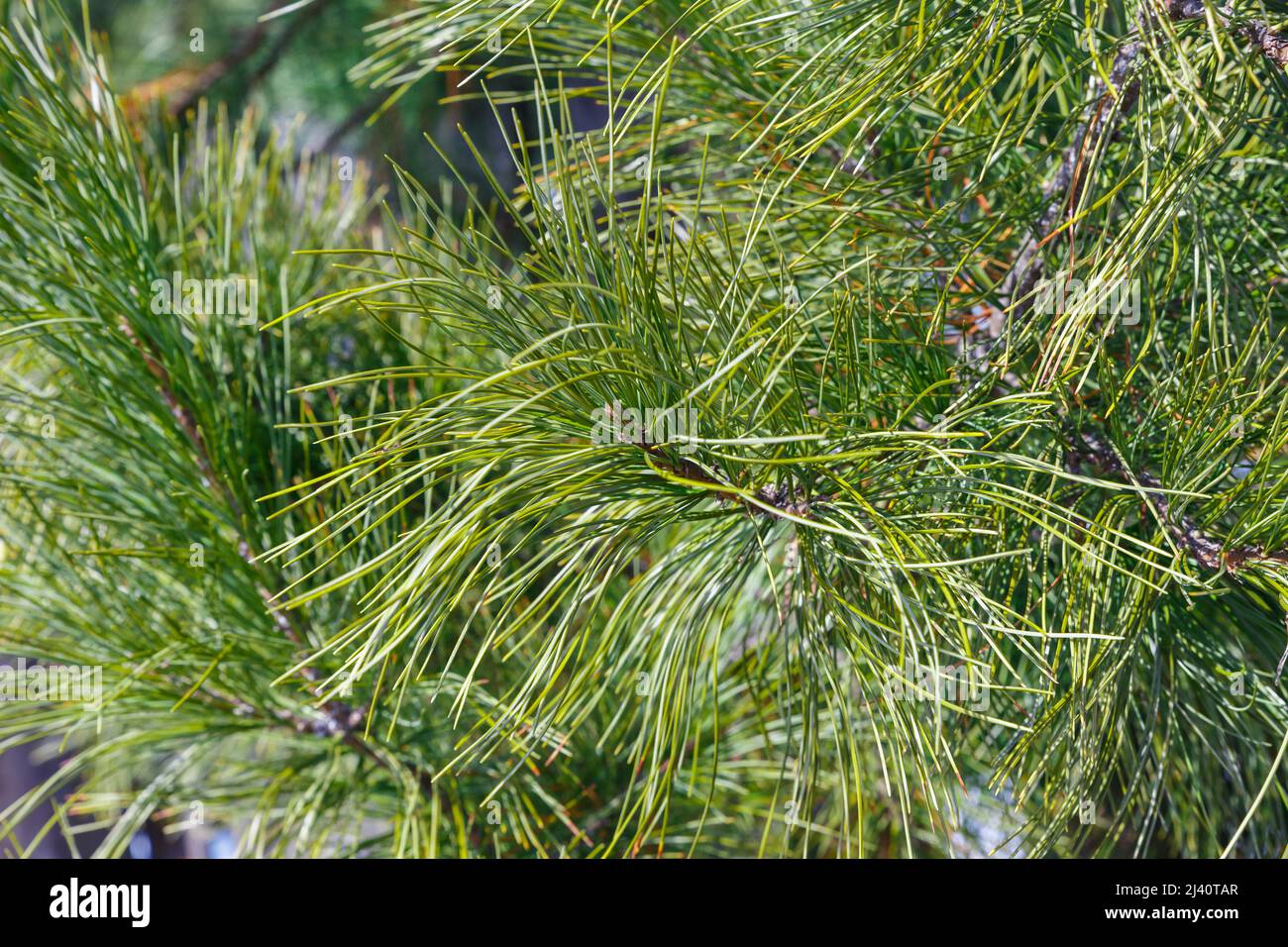 Siberian pine or Pinus sibirica, branches with long green fluffy needles Stock Photo