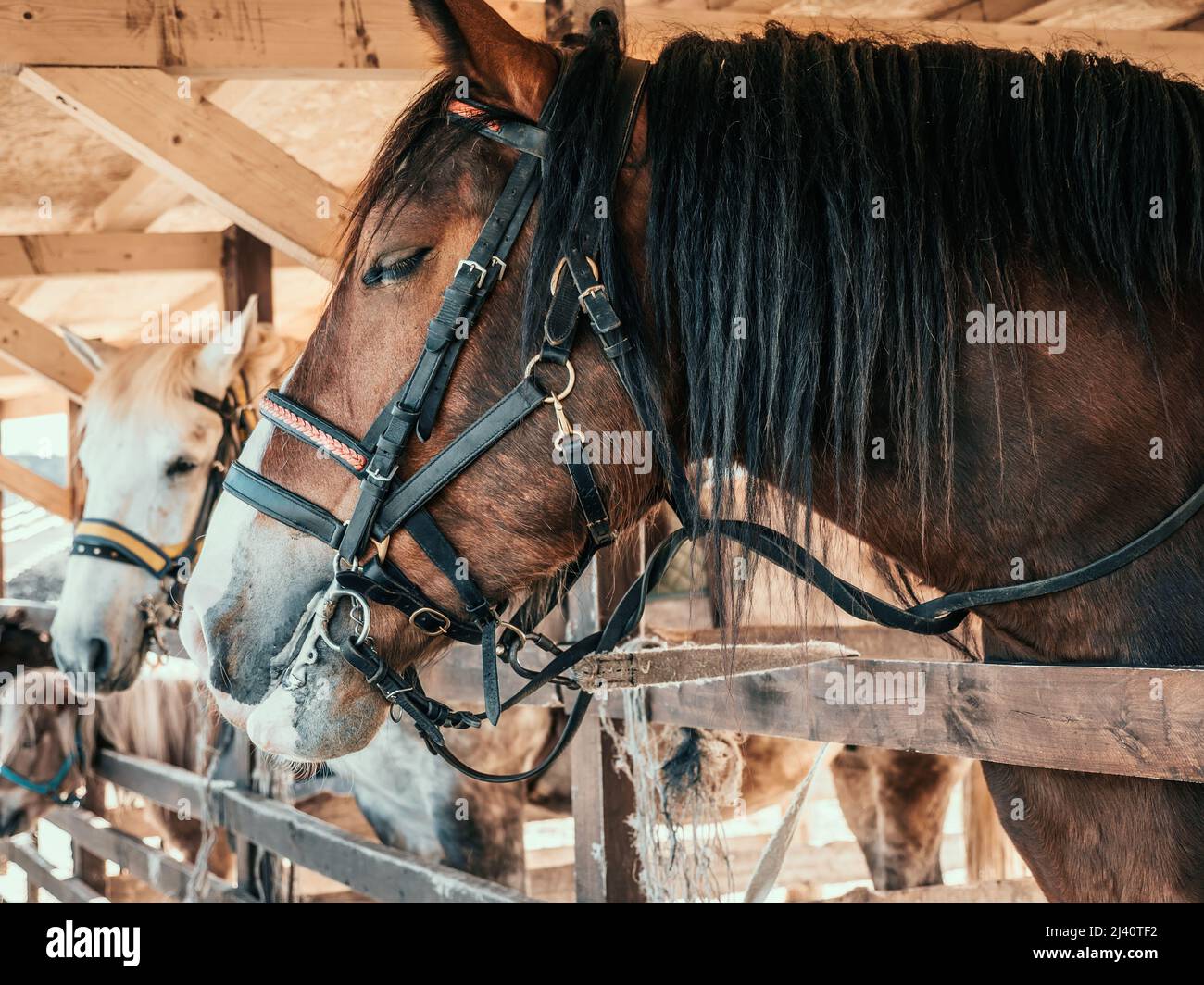 Beautiful horses stand in outdoor stall, close-up on animal head. Stock Photo