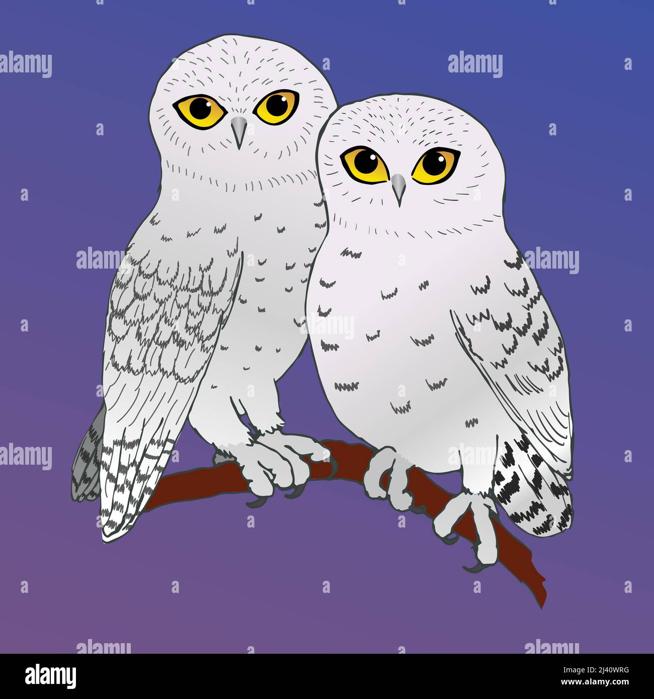 A vector illustration of two cute snowy owls sitting cozy close together. They are perched on a branch and the background is a purple and blue gradie Stock Vector
