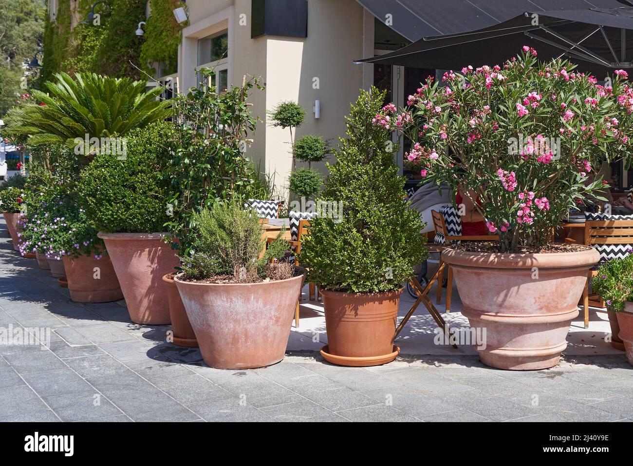 The big outdoor potted plants on the street Stock Photo