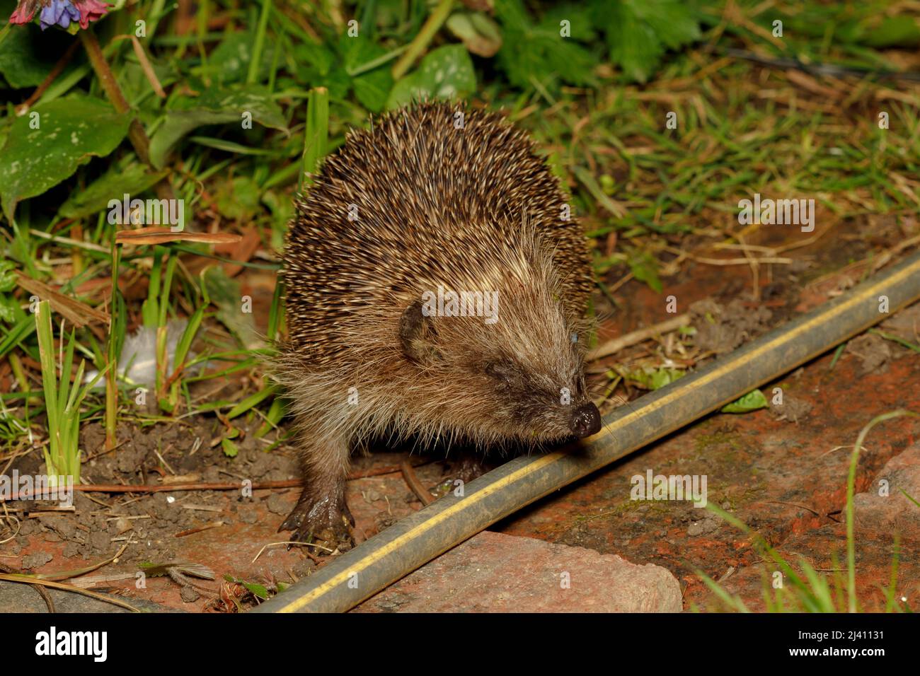 European Hedgehog (Erinaceus europaeus) Sussex garden, UK Stock Photo
