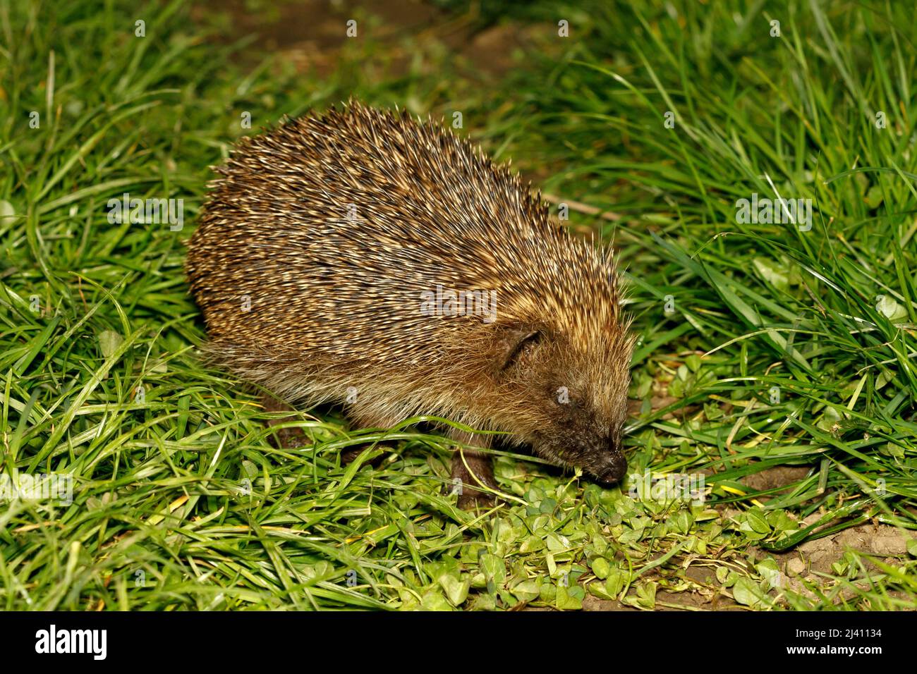 European Hedgehog (Erinaceus europaeus) Sussex garden, UK Stock Photo