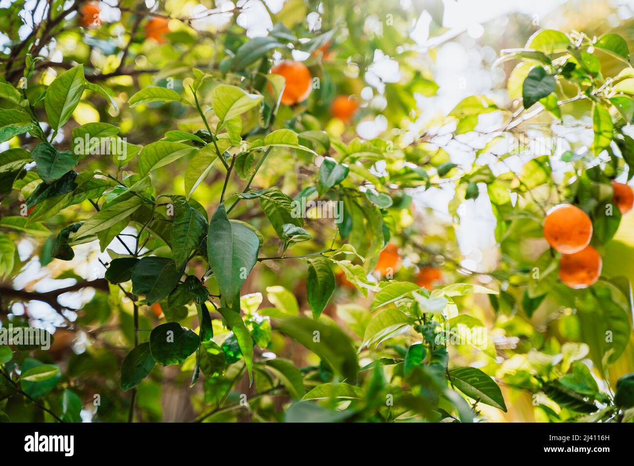 Ripe mandarin oranges hanging on tree branches close-up. Low angle photo of juicy citrus tangerines growing on tree Stock Photo