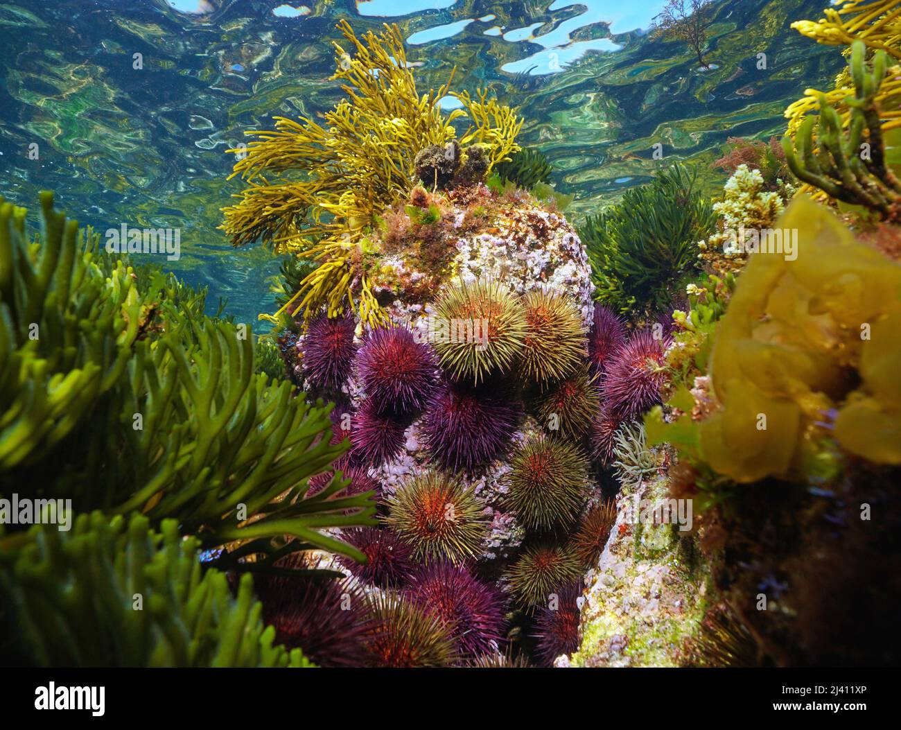 Colorful sea urchins with algae in the ocean in shallow water, eastern Atlantic, Spain, Galicia Stock Photo