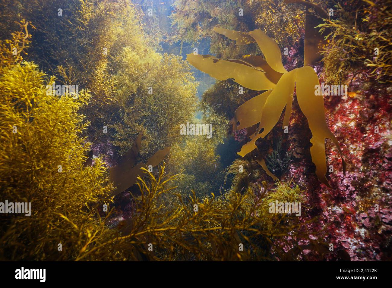 Seaweeds algae underwater in the Atlantic ocean, Spain, Galicia Stock Photo