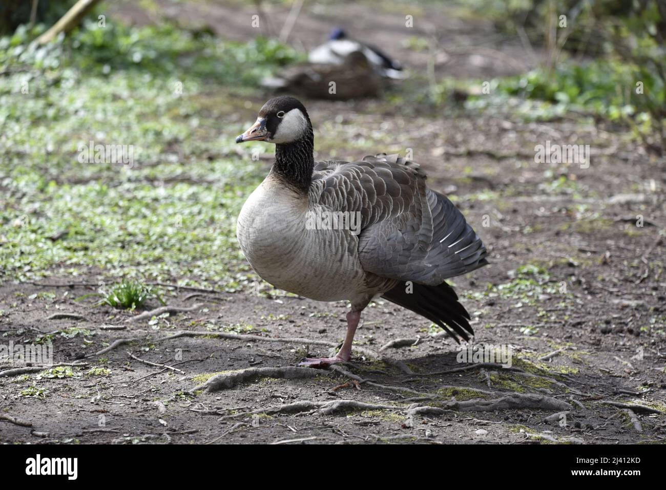 Close-Up, Left-Profile Image of a Greylag Goose (Anser anser) x Canada Goose (Branta canadensis) Hybrid Standing on One Leg in the Sun in the UK Stock Photo