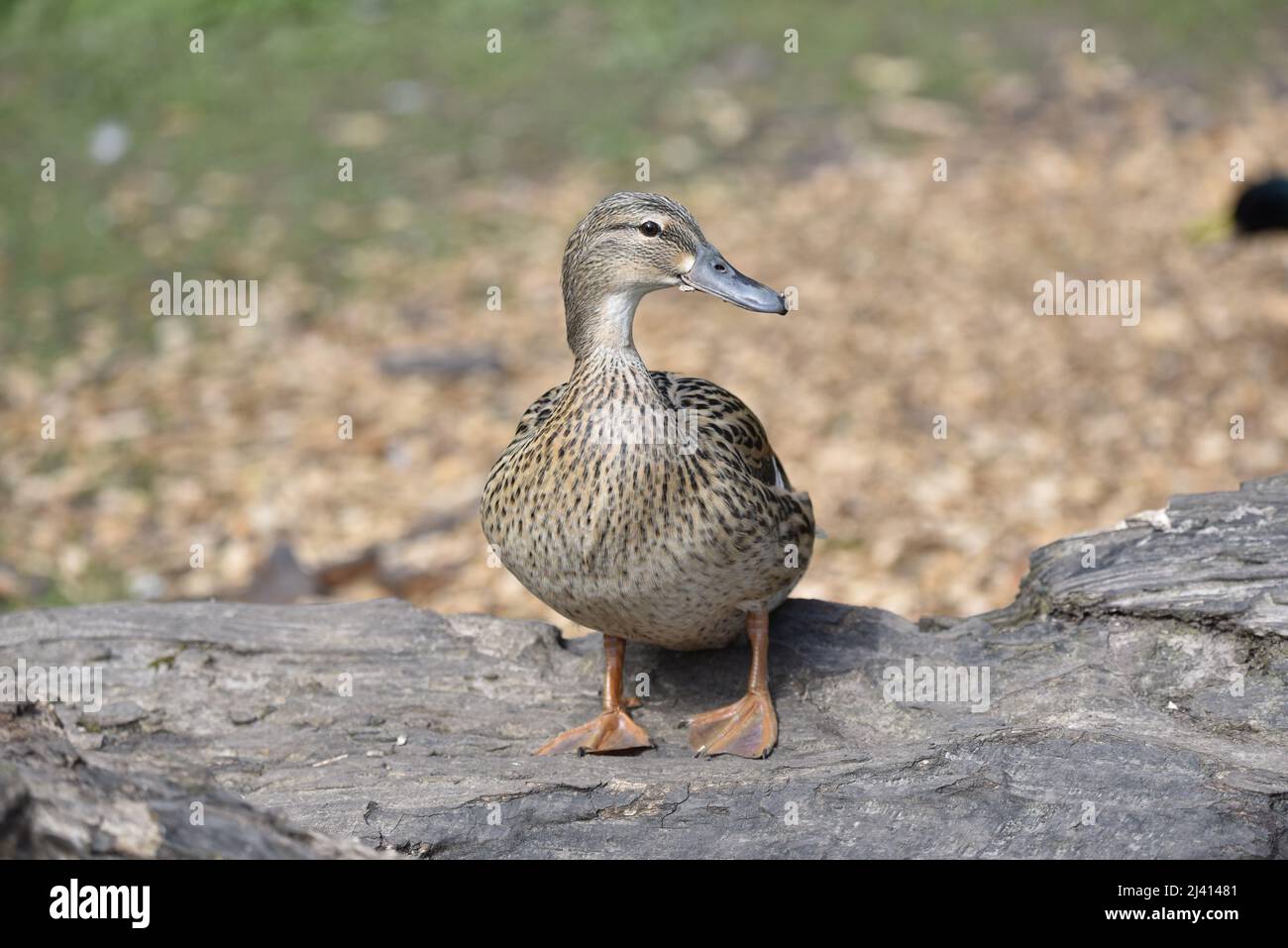 Close-Up Portrait of a Female Mallard Duck (Anas platyrhynchos) Facing Camera with Head Turned to Right of Image, Standing on a Horizontal Log in Sun Stock Photo