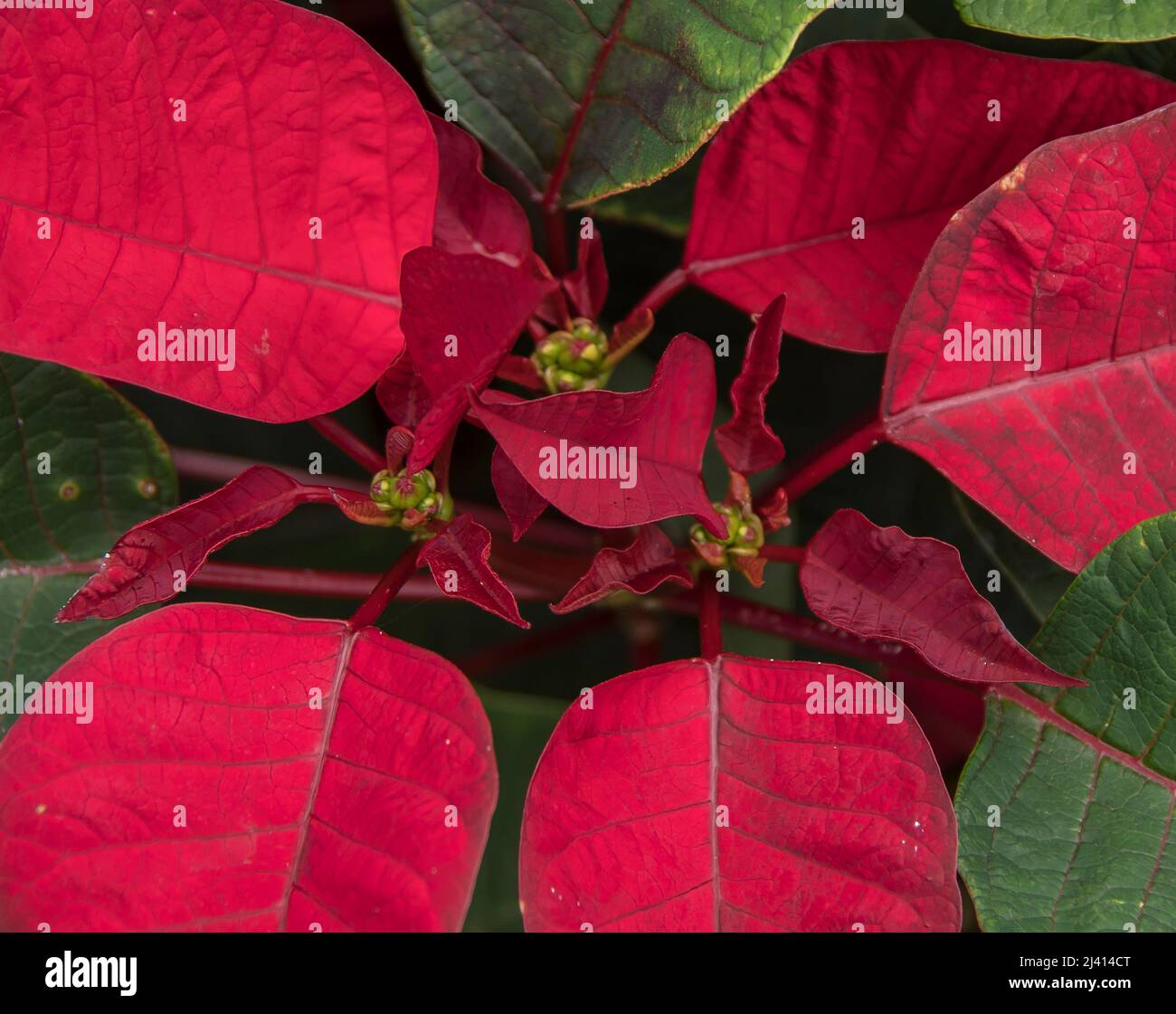 Close-up of red and green leaves of Poinsettia, Euphorbia pulcherrima, growing in Australian garden in Queensland. Stock Photo