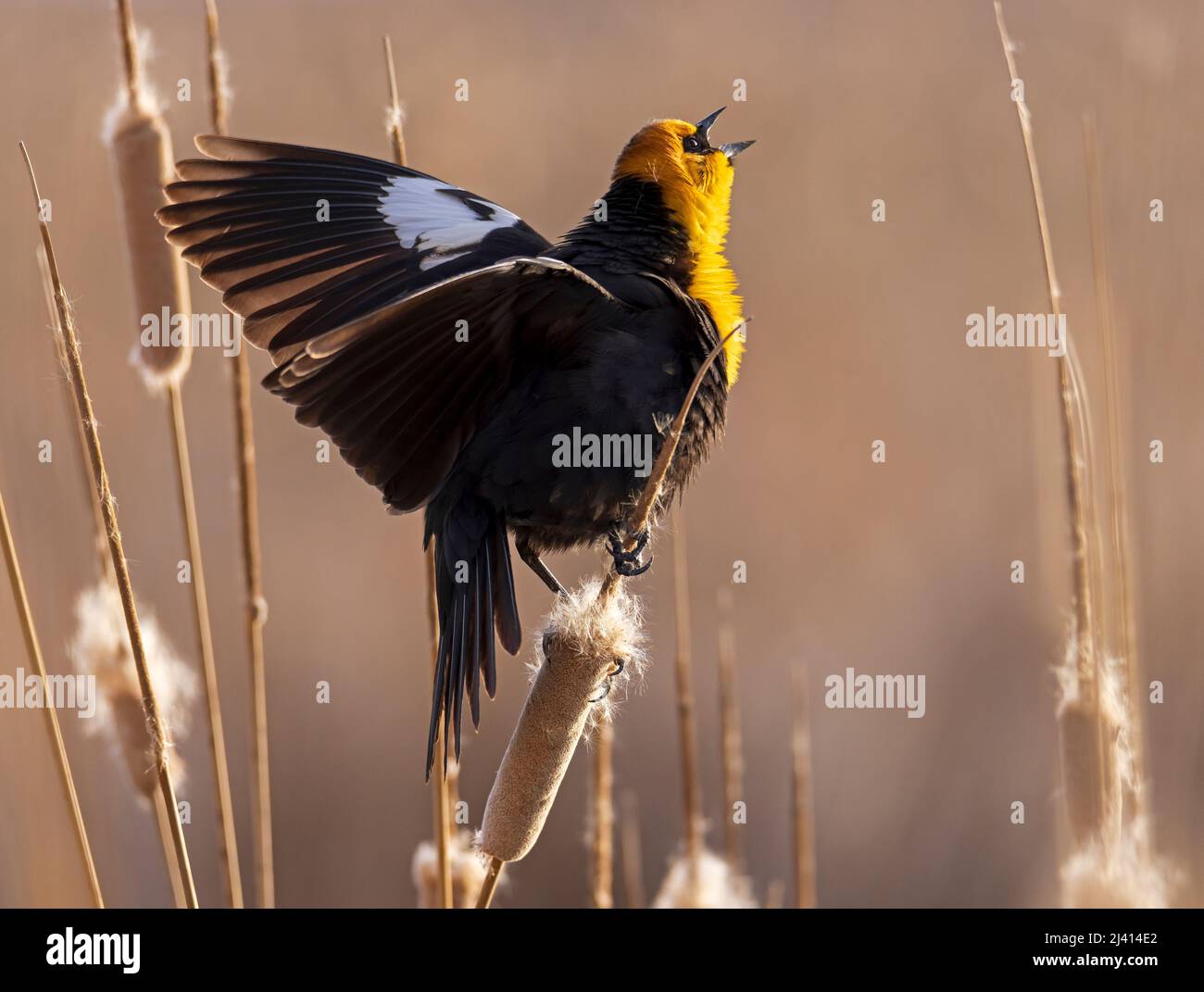 An exuberant Yellow-headed Blackbird sings his song at Farmington Bay Waterfowl Management Area in Farmington, Davis County, Utah, USA. Stock Photo