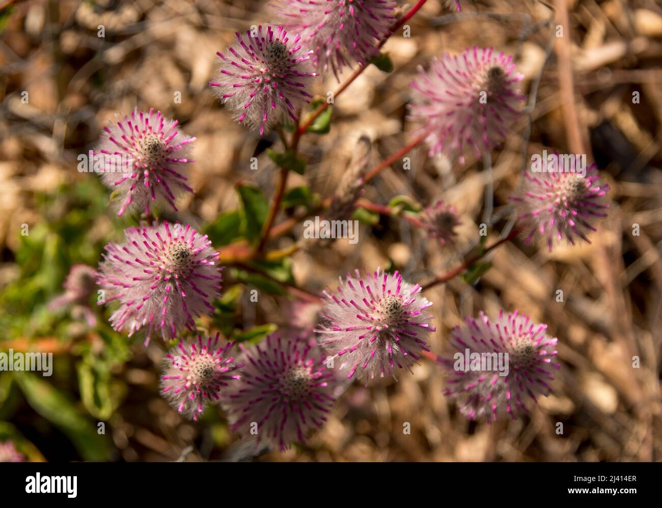 Cluster of. feathery, conical, pink blooms of Australian native Ptilotus Exaltatus, Mulla Mulla, (cultivar Joey). Short-lived perennial, Queensland. Stock Photo