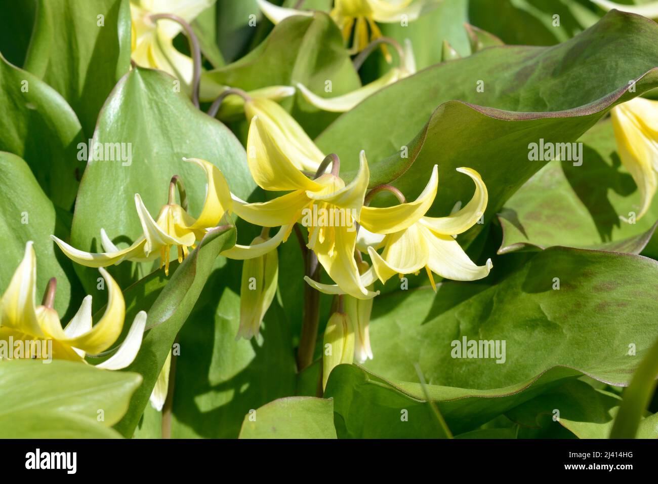 Erythronium Kondo fawn lily Kondo pale yellow flowers Stock Photo