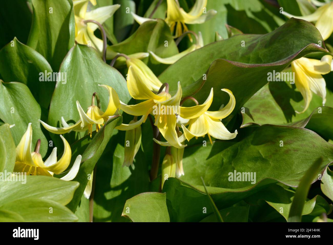 Erythronium Kondo fawn lily Kondo pale yellow flowers Stock Photo