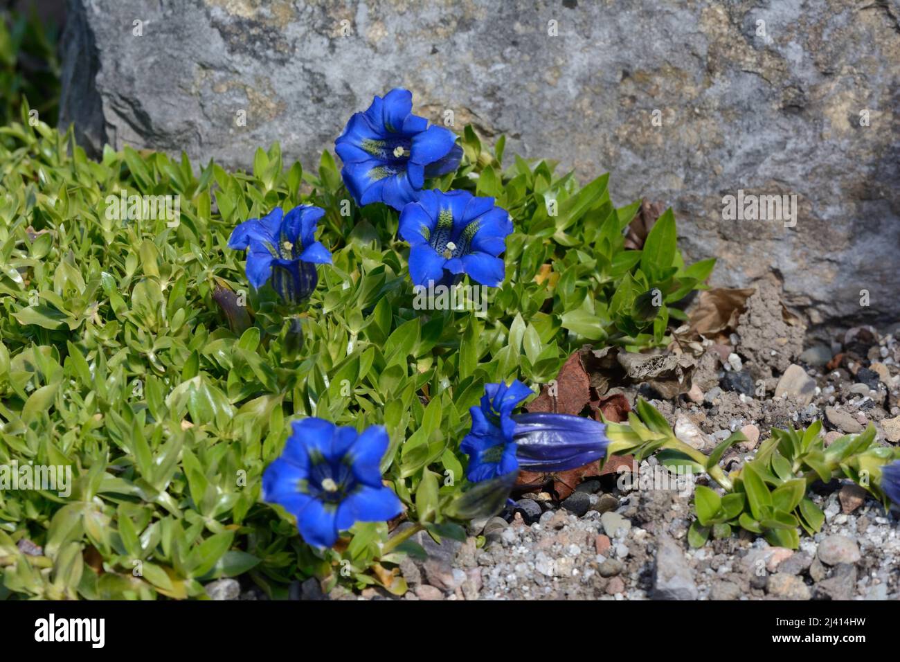 Trumpet shaped bright blue flowers of Gentiana ligustica Ligurian gentian flowers growing in a rockery garden Stock Photo