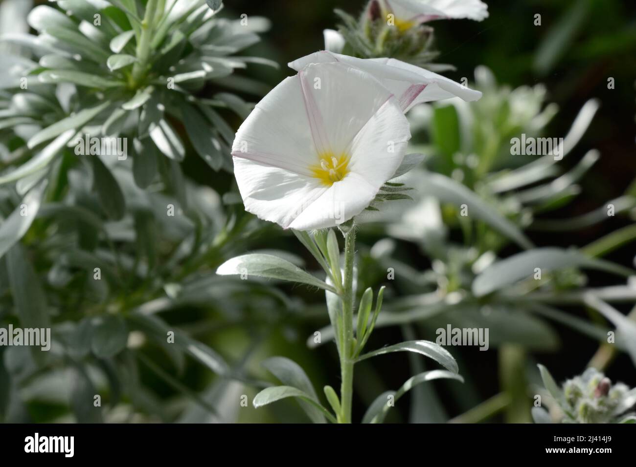 Convolvulus cneorum Silverbush shrubby bindweed funnel shaped white flowers tinged with pink Stock Photo