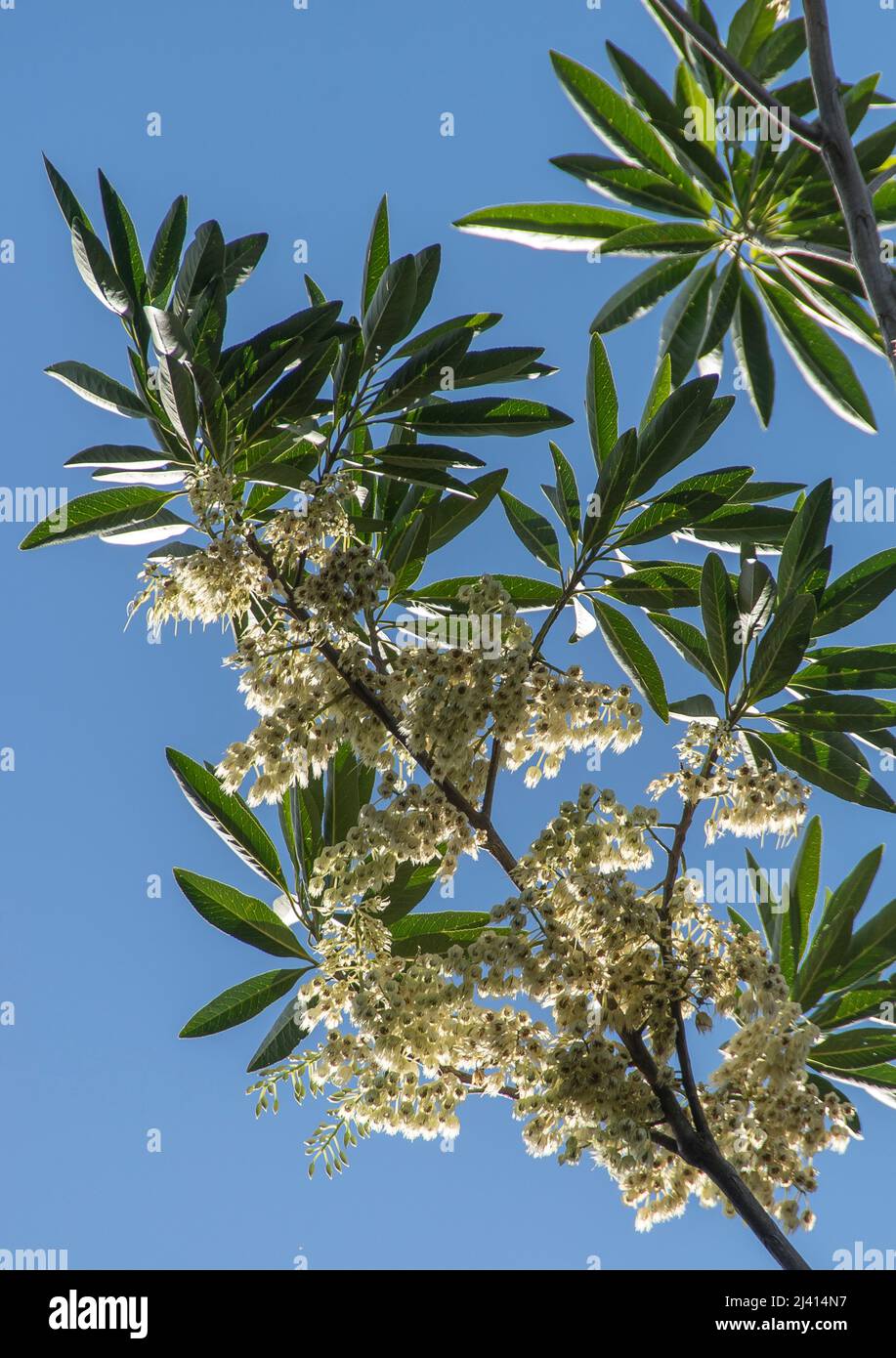 Looking up at branch of white blossom of Blue Quandong tree, Elaeocarpus angustifolius, against blue sky.  Queensland, Australia. Stock Photo
