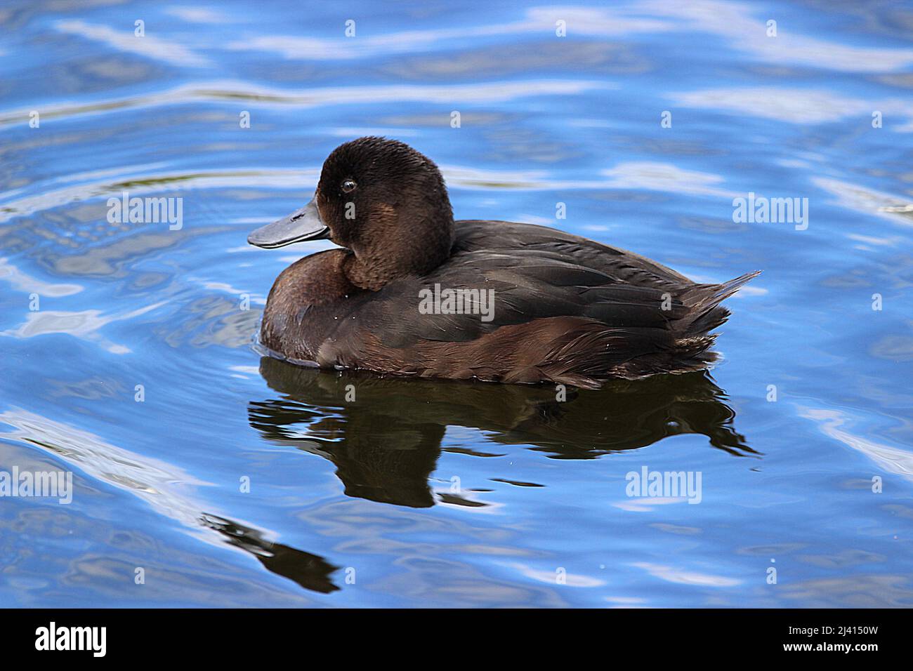 New Zealand waterfowl scaup, shoveler, paradise duck, black swan