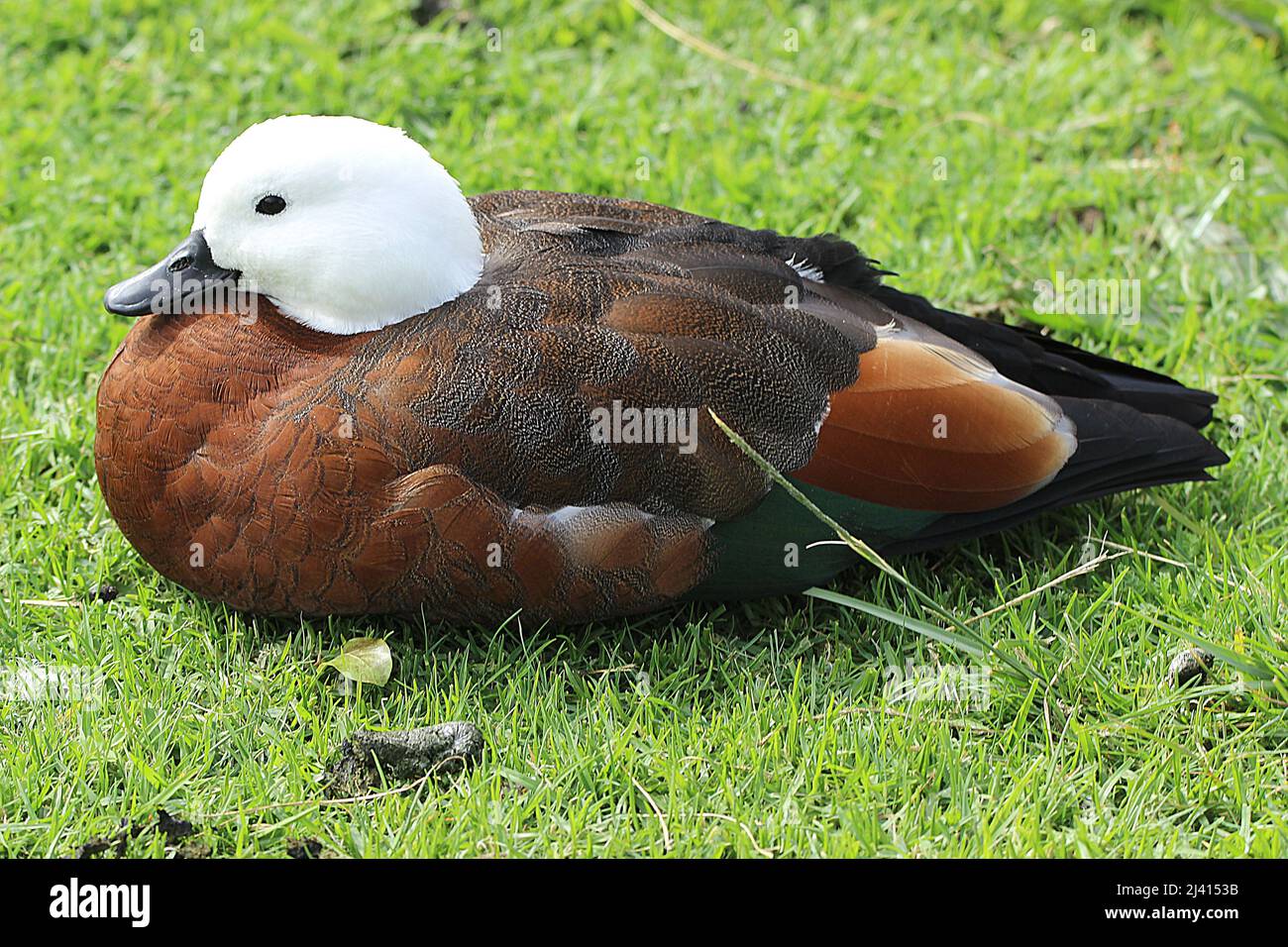 New Zealand waterfowl scaup, shoveler, paradise duck, black swan
