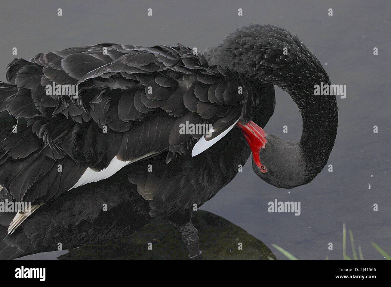 New Zealand waterfowl scaup, shoveler, paradise duck, black swan