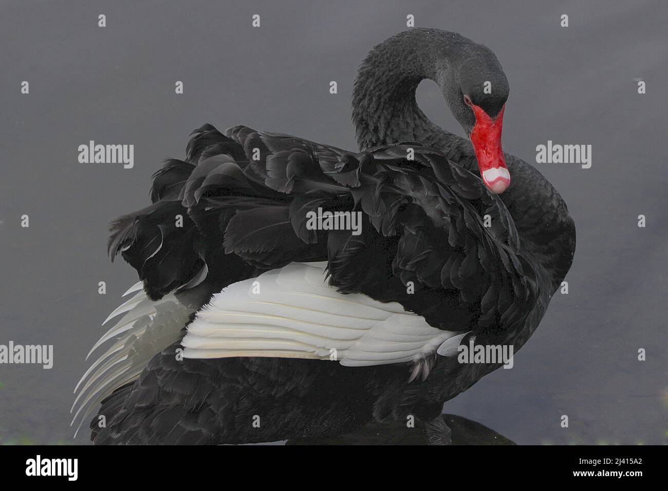 New Zealand waterfowl scaup, shoveler, paradise duck, black swan