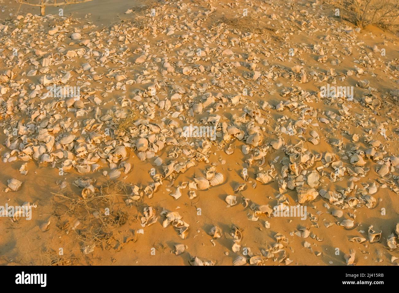 A midden or shell heap, consisting of mollusc shells associated with past human occupation, situated in the desert in Ras al Khaimah, UAE. Stock Photo