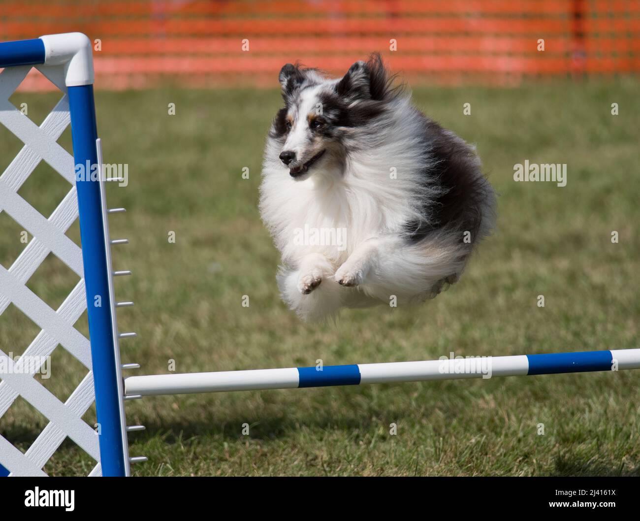 Dog jumping a hurdle at agility competition Stock Photo Alamy