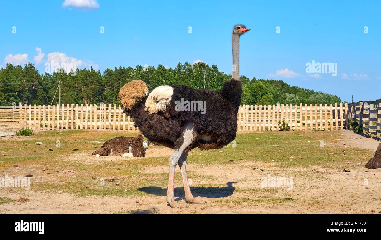 Handsome male ostrich on an ostrich farm on a warm summer day Stock Photo