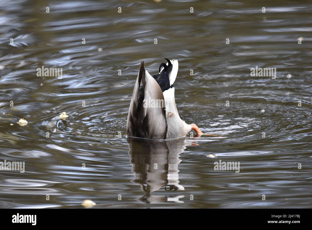 Image of an Upended Male Mallard Duck (Anas platyrhynchos) Surrounded by Ripples on a Lake in Staffordshire, UK in April Stock Photo
