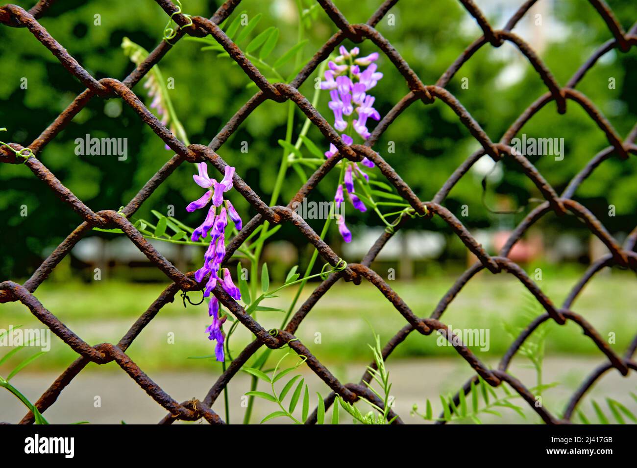 Rusty iron mesh grating and purplish flowers Stock Photo