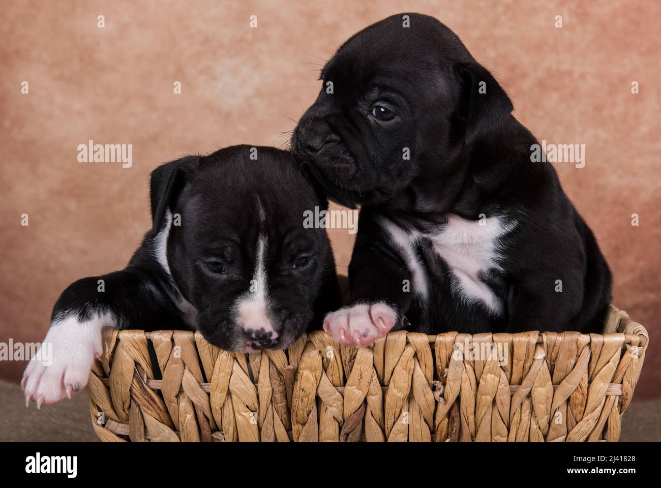 Black and white American Staffordshire Terrier dogs or on brown background Stock Photo