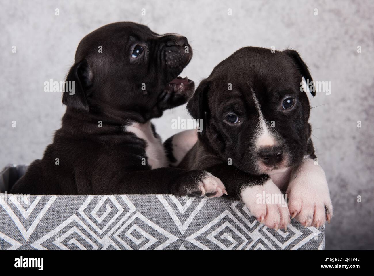 Black and white American Staffordshire Terrier dogs or AmStaff puppies Stock Photo