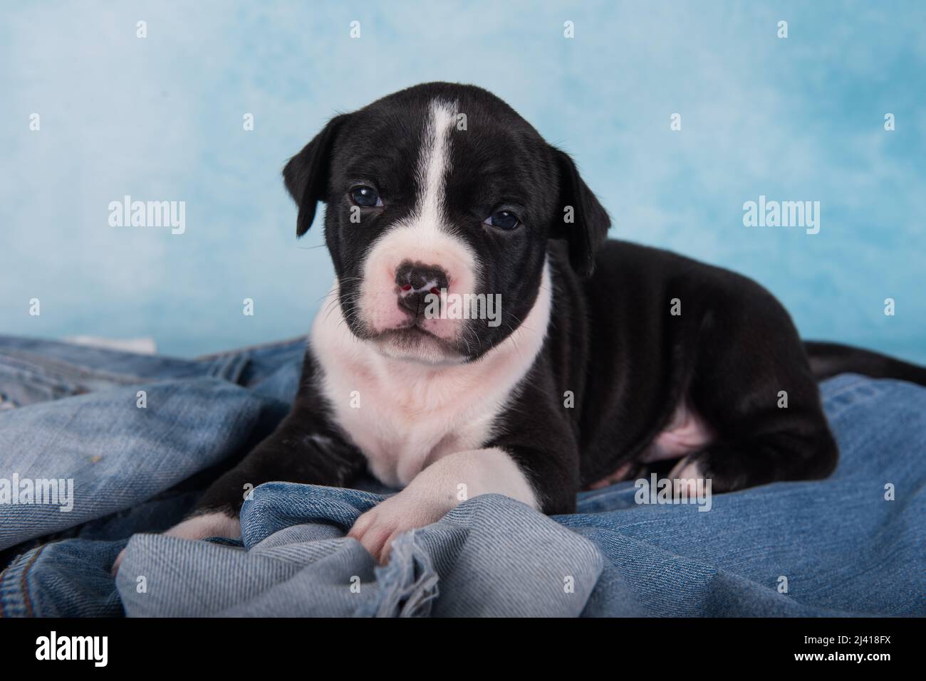 Staffordshire Bull Terrier Black And White Puppy American
