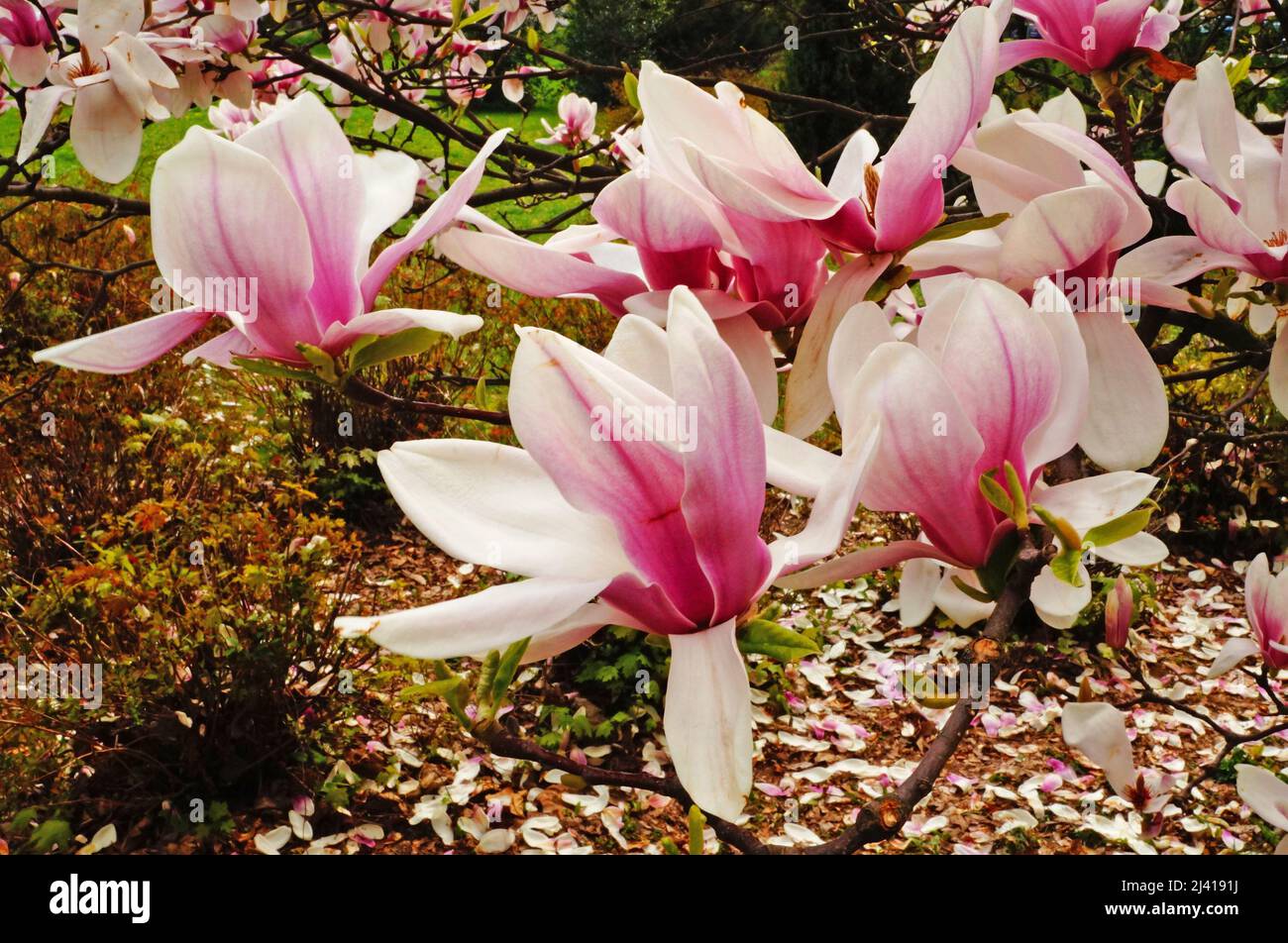 Magnolia branch with large flowers and buds with pinkish-white petals on a tree in the park on a spring day Stock Photo