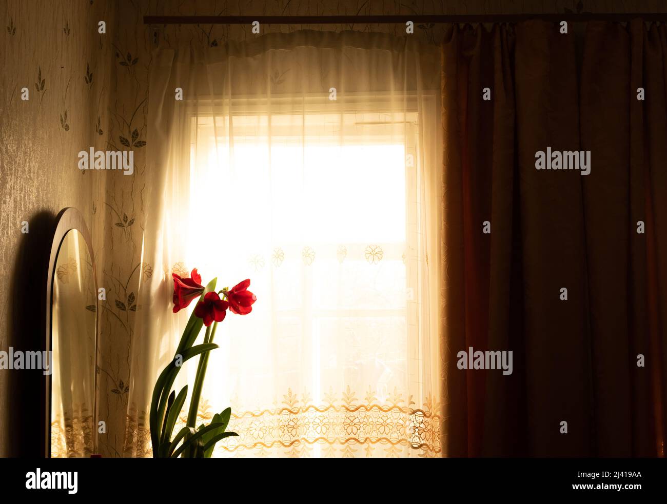 Vintage and retro window with red flowers. Grunge and old building with white curtains in warm light. Reference concept background Stock Photo