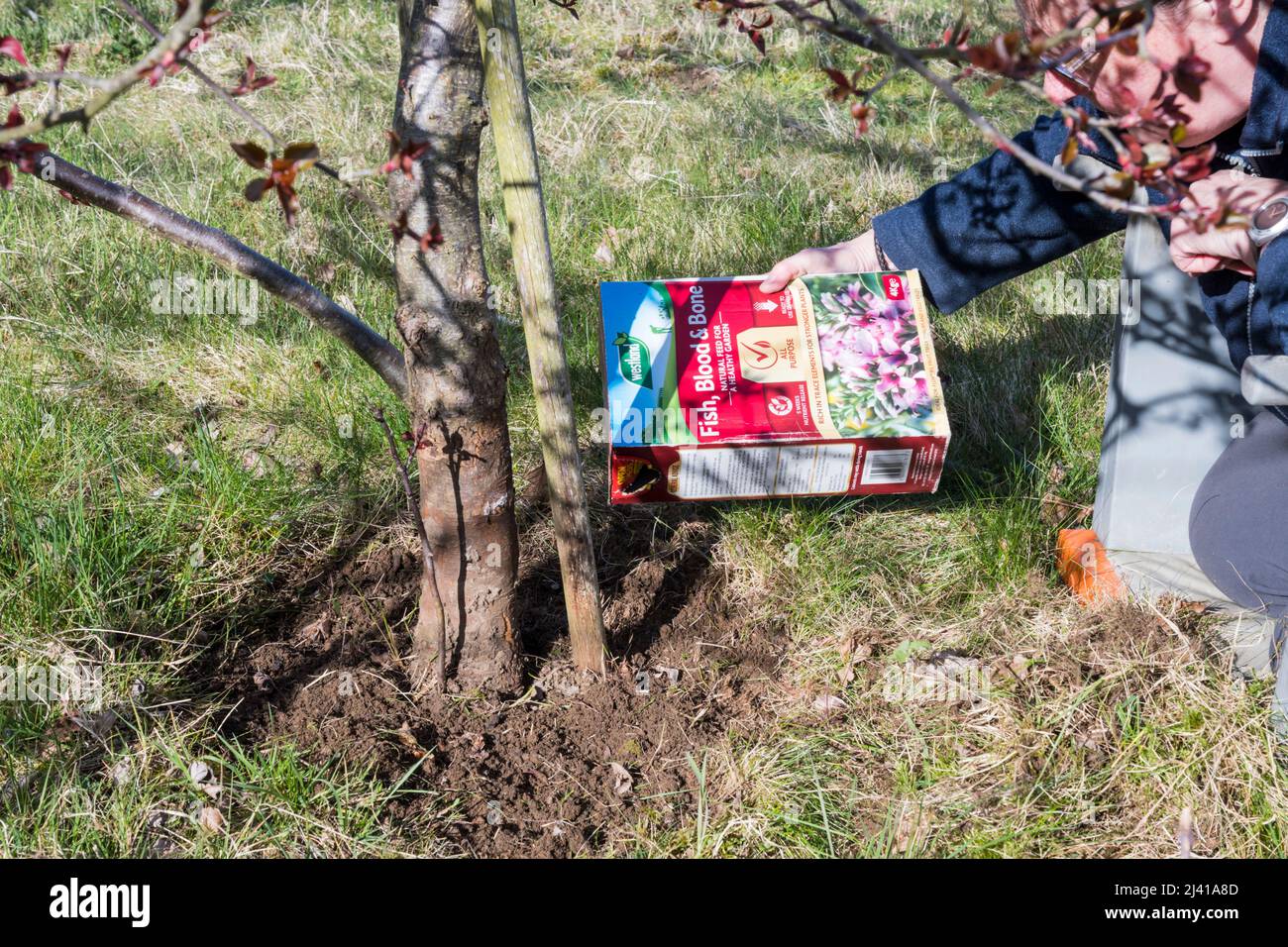 Feeding fruit tree by clearing area around base & treating with fish, blood and bone fertiliser. Stock Photo