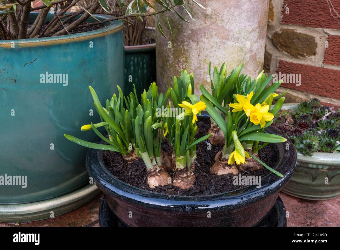 A shallow pot planted with Tete a Tete Narcissus, miniature daffodil bulbs. Stock Photo