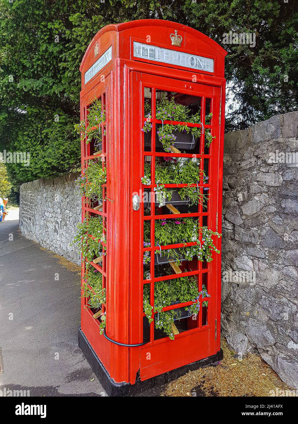 A traditional British red public telephone box filled with plants up against a stone wall. Sneyd Park, Bristol. UK Stock Photo