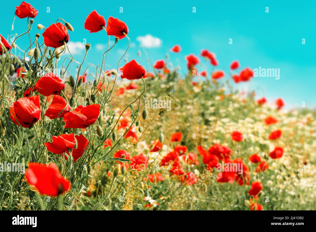Red common poppy flowers in grass field meadow in spring, beautiful ...