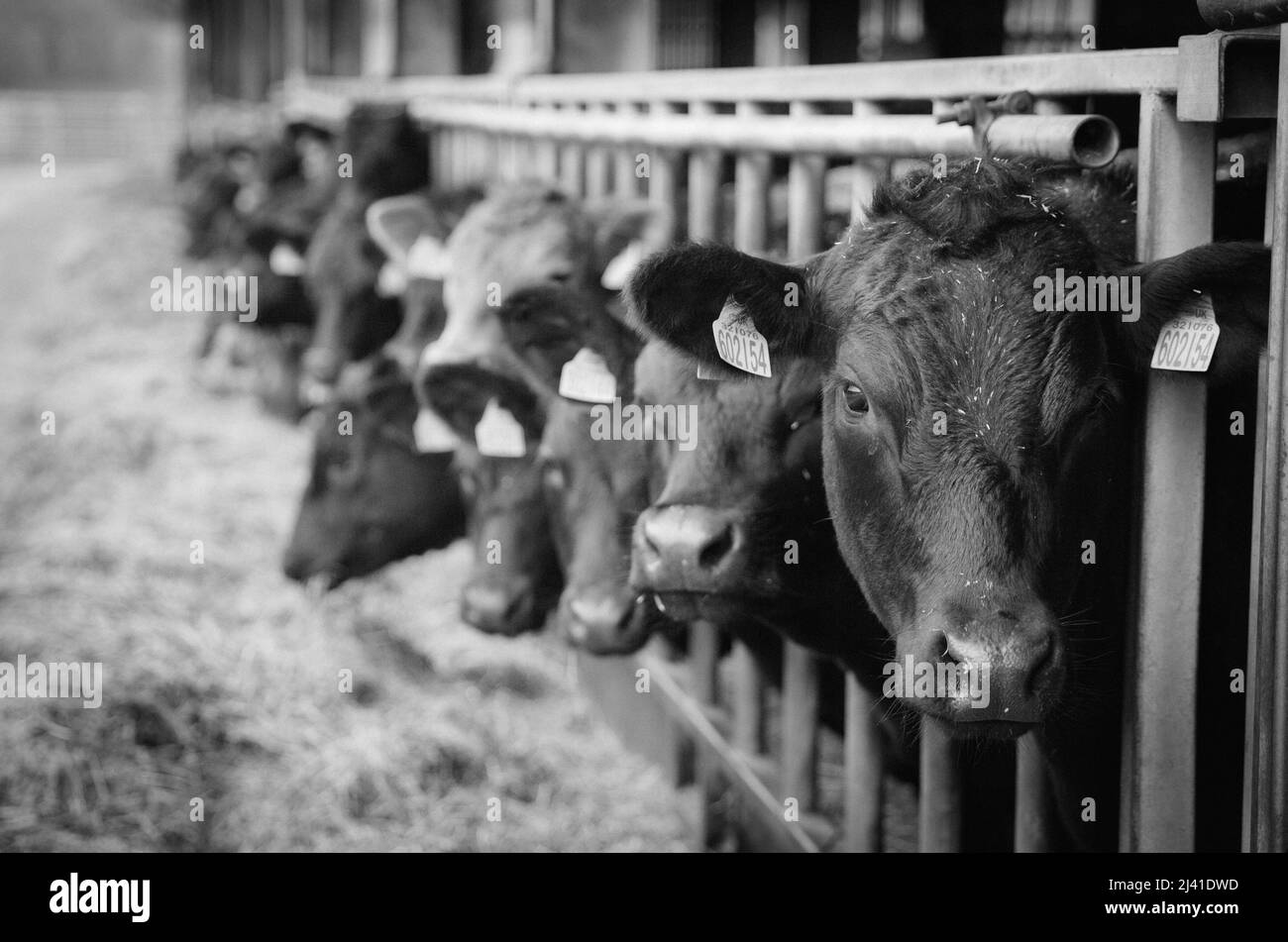 All The Cows Looking At The Camera Stock Photo Alamy