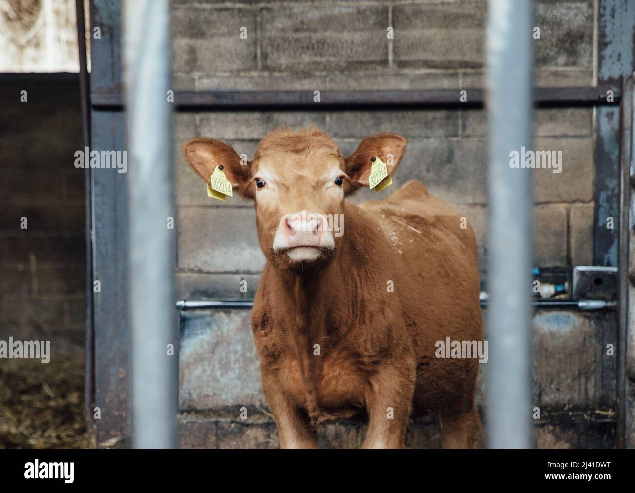 hello little calf Stock Photo