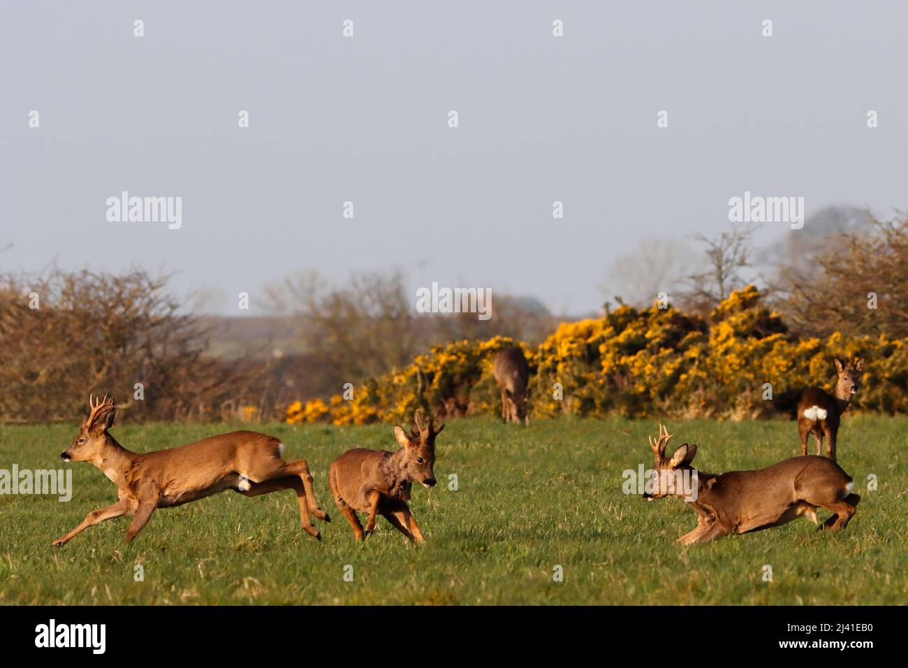 ROE DEER buck territorial behaviour, UK. Stock Photo