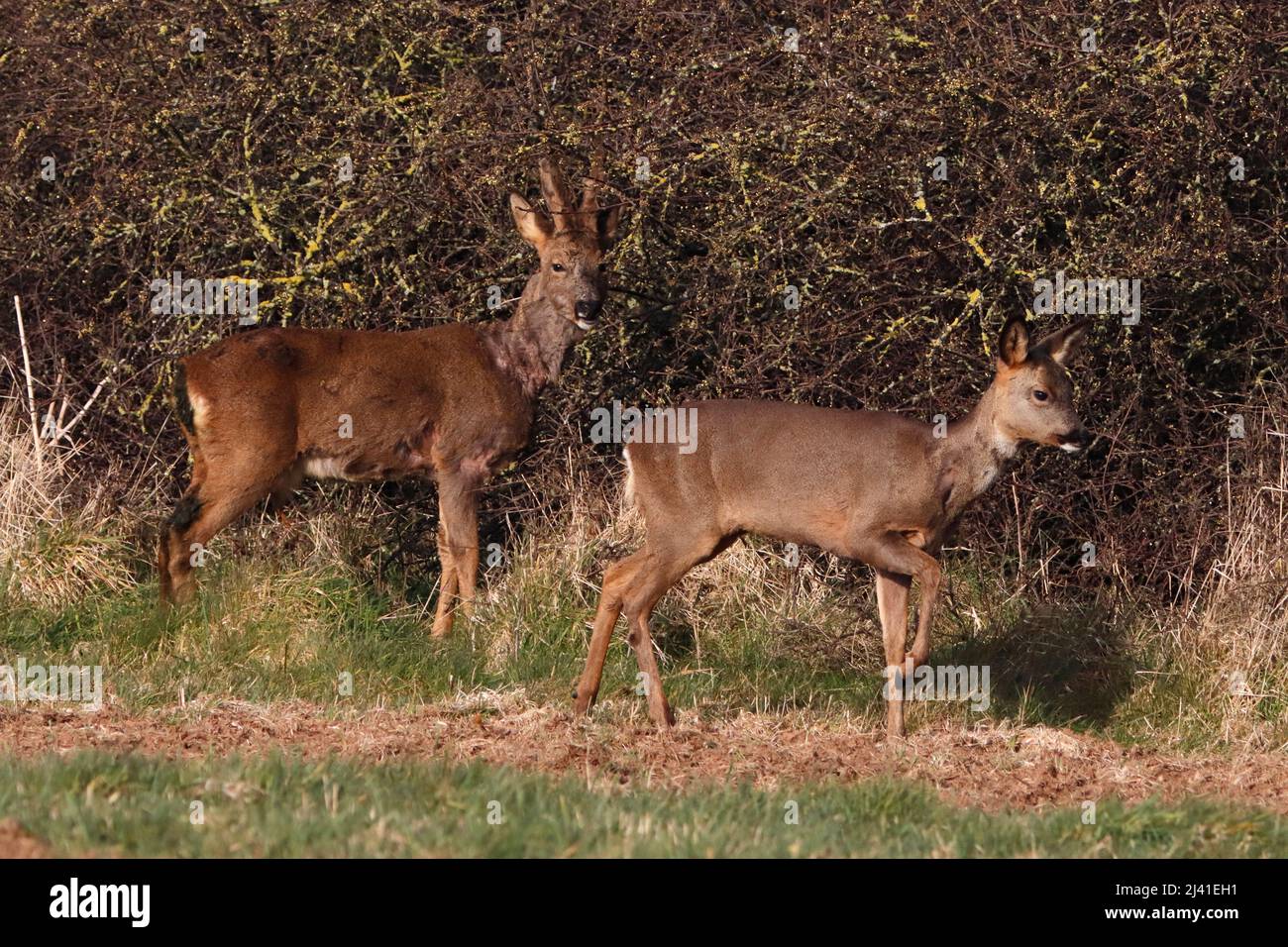 ROE DEER (Capreolus capreolus) male (buck) and female (doe)  foraging in the early morning, UK. Stock Photo