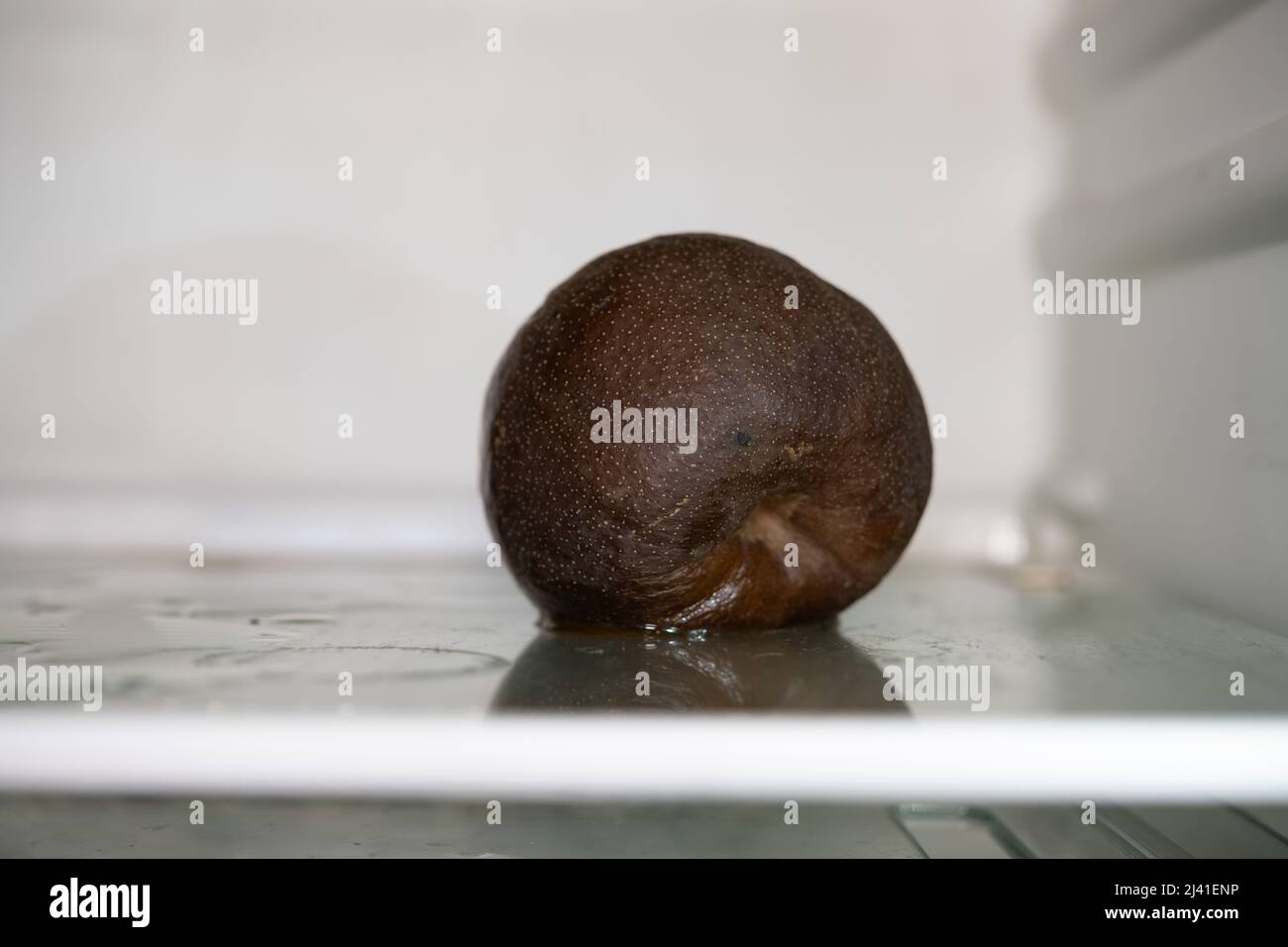 badly rotten snow pear in a fridge Stock Photo