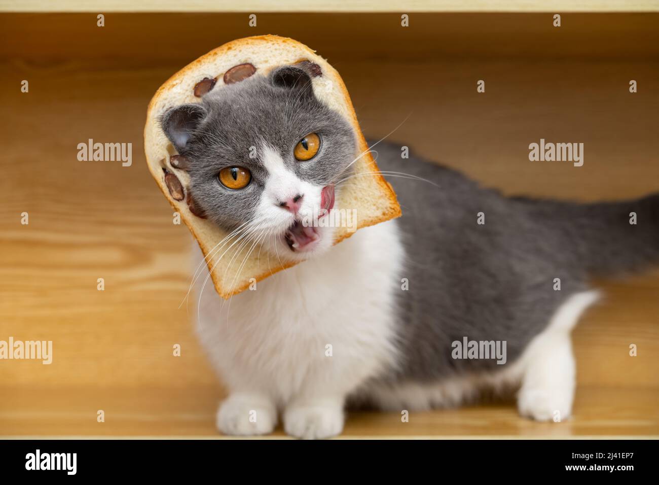 a cut british shorthair cat with slice of bread on the head Stock Photo Alamy